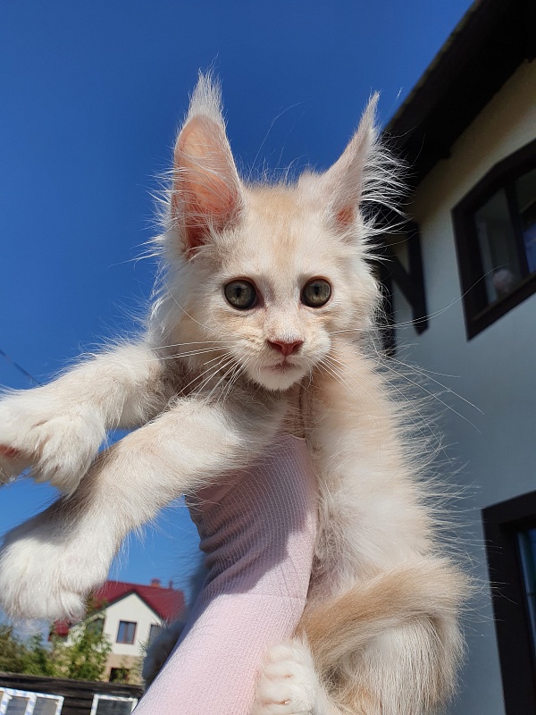 Nick Akbars (polydactyl 66/66) - Kitten maine-coon 2 months 0.5 weeks