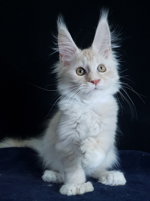 Nick Akbars (polydactyl 66/66) - Kitten maine-coon 3 months 1.5 week