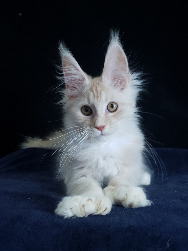 Nick Akbars (polydactyl 66/66) - Kitten maine-coon 3 months 1.5 week