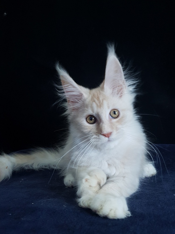 Nick Akbars (polydactyl 66/66) - Kitten maine-coon 3 months 1.5 week