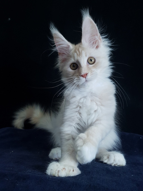 Nick Akbars (polydactyl 66/66) - Kitten maine-coon 3 months 1.5 week