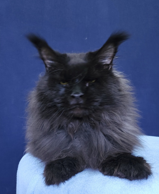 Vostorg's Hugo Boss (polydactyl) 66/66 - Взрослый мейн-кун 3,5 года 0,5 недель