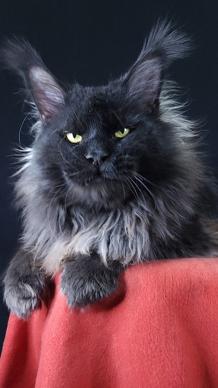 Vostorg's Hugo Boss (polydactyl) 66/66 - Взрослый мейн-кун 2 года 9 месяцев