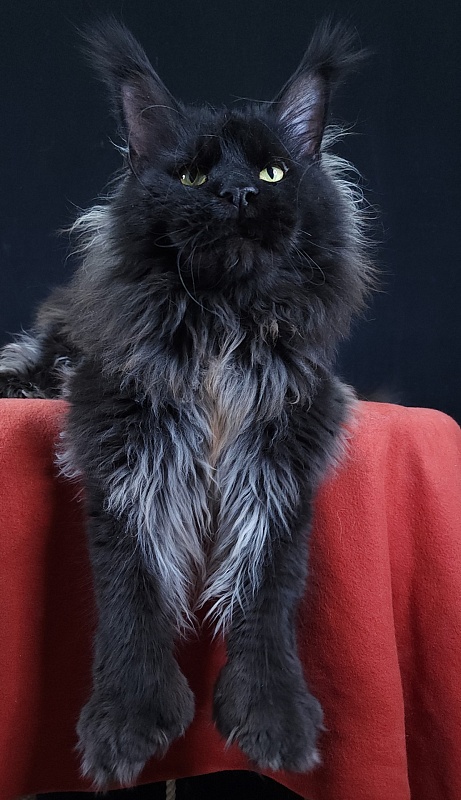 Vostorg's Hugo Boss (polydactyl) 66/66 - Взрослый мейн-кун 2 года 9 месяцев