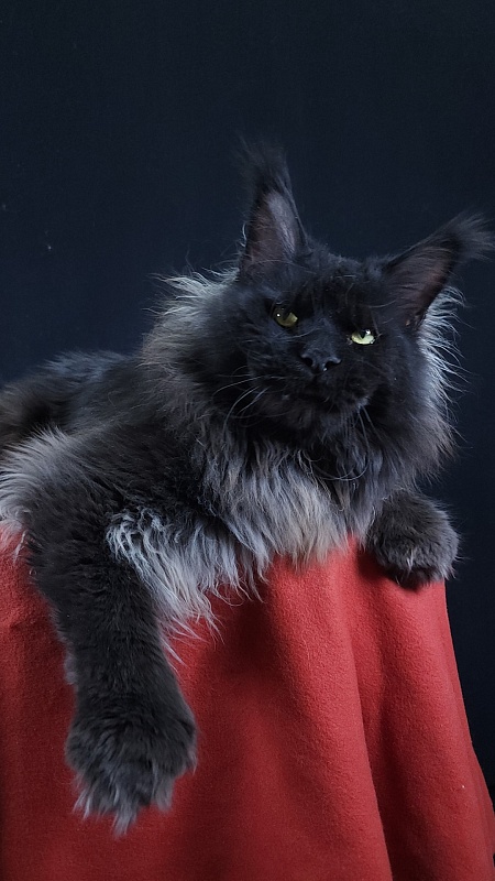 Vostorg's Hugo Boss (polydactyl) 66/66 - Взрослый мейн-кун 2 года 9 месяцев