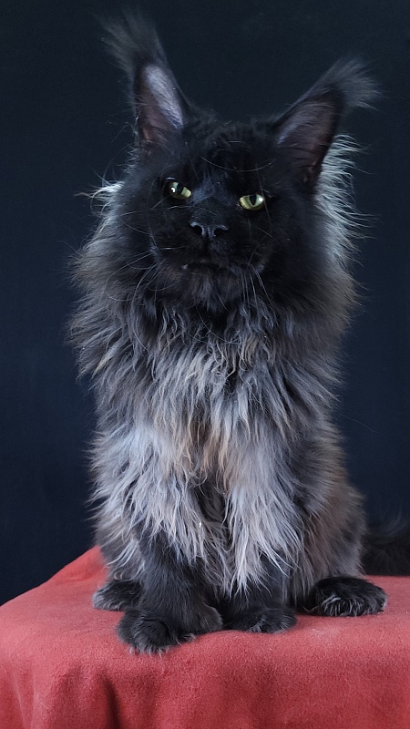 Vostorg's Hugo Boss (polydactyl) 66/66 - Взрослый мейн-кун 2 года 9 месяцев