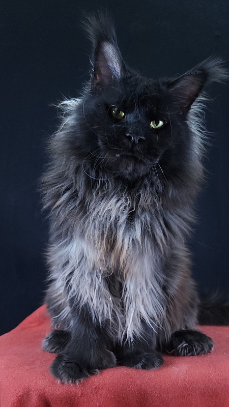 Vostorg's Hugo Boss (polydactyl) 66/66 - Взрослый мейн-кун 2 года 9 месяцев