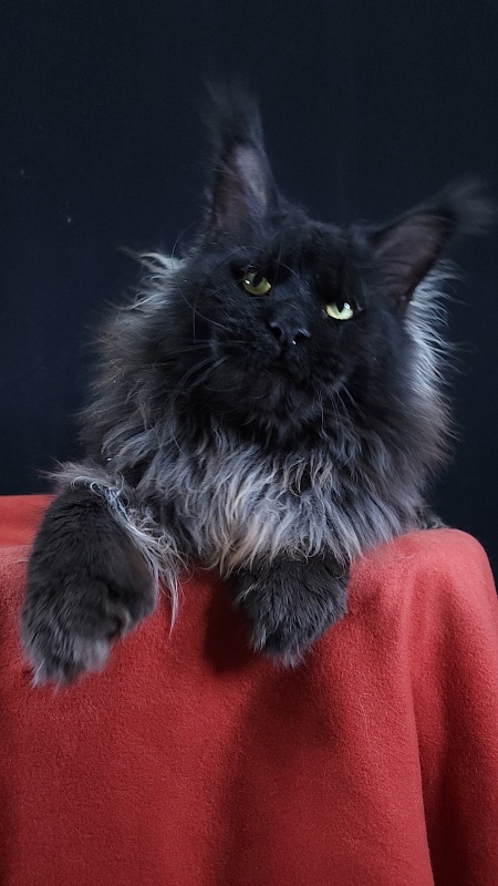 Vostorg's Hugo Boss (polydactyl) 66/66 - Взрослый мейн-кун 2 года 9 месяцев