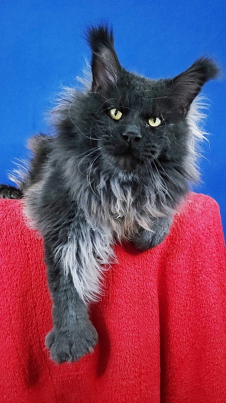 Vostorg's Hugo Boss (polydactyl) 66/66 - Взрослый мейн-кун 2 года 7 месяцев 1 неделя