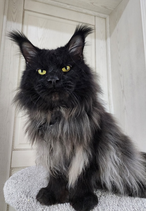 Vostorg's Hugo Boss (polydactyl) 66/66 - Взрослый мейн-кун 3 года 10,5 месяцев