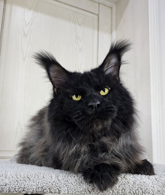 Vostorg's Hugo Boss (polydactyl) 66/66 - Взрослый мейн-кун 3 года 10,5 месяцев