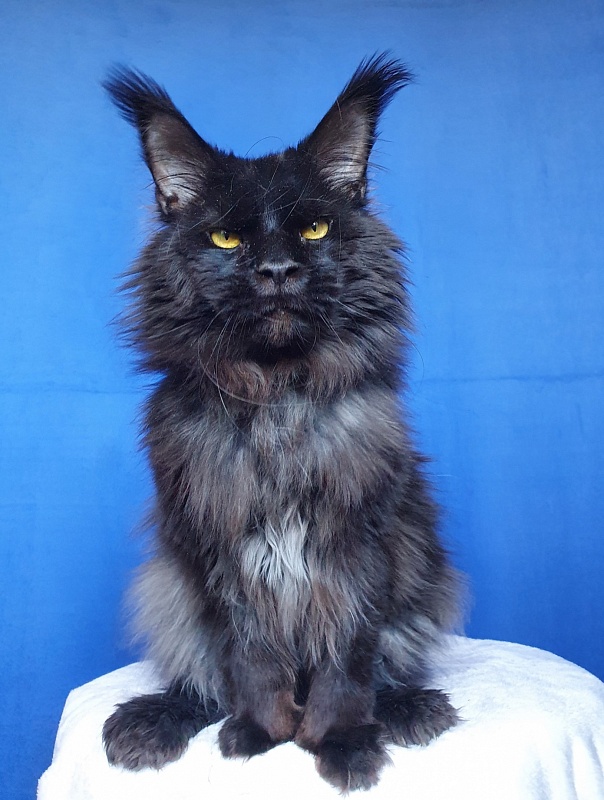 Vostorg's Hugo Boss (polydactyl) 66/66 - Взрослый мейн-кун 2 года 3 недели