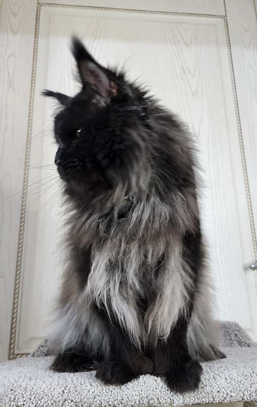 Vostorg's Hugo Boss (polydactyl) 66/66 - Взрослый мейн-кун 3 года 10,5 месяцев
