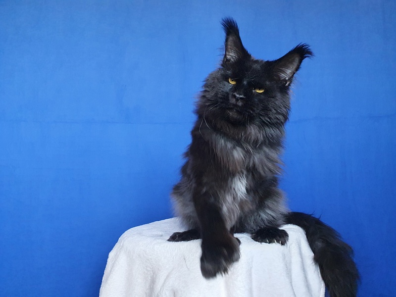 Vostorg's Hugo Boss (polydactyl) 66/66 - Взрослый мейн-кун 2 года 3 недели