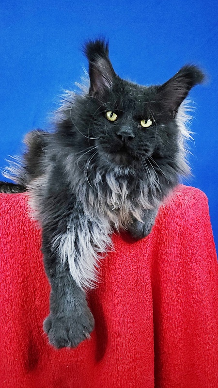 Vostorg's Hugo Boss (polydactyl) 66/66 - Взрослый мейн-кун 2 года 7 месяцев 0,5 недель