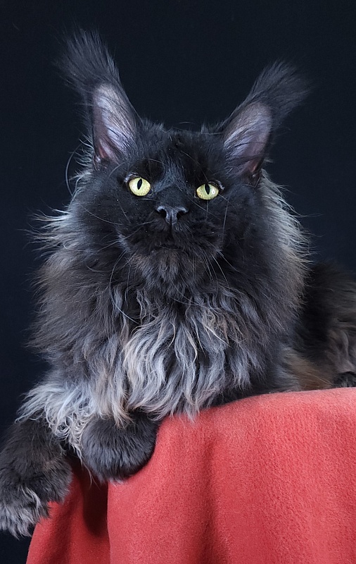 Vostorg's Hugo Boss (polydactyl) 66/66 - Взрослый мейн-кун 2 года 9 месяцев