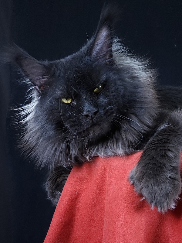 Vostorg's Hugo Boss (polydactyl) 66/66 - Взрослый мейн-кун 2 года 9 месяцев