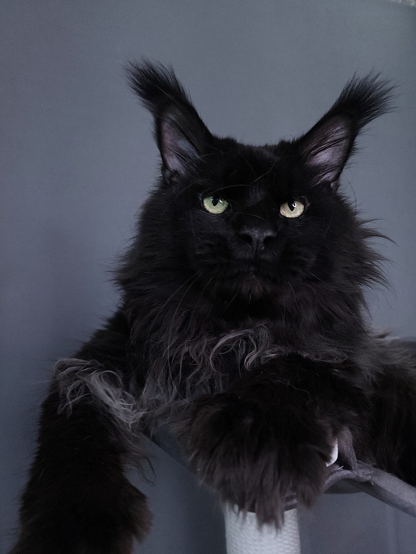 Vostorg's Hugo Boss (polydactyl) 66/66 - Взрослый мейн-кун 4 года 8 месяцев 4 недели