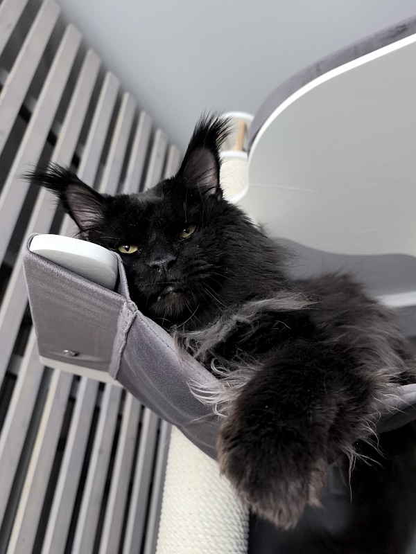 Vostorg's Hugo Boss (polydactyl) 66/66 - Adult maine-coon 5 years 11 months 3.5 weeks