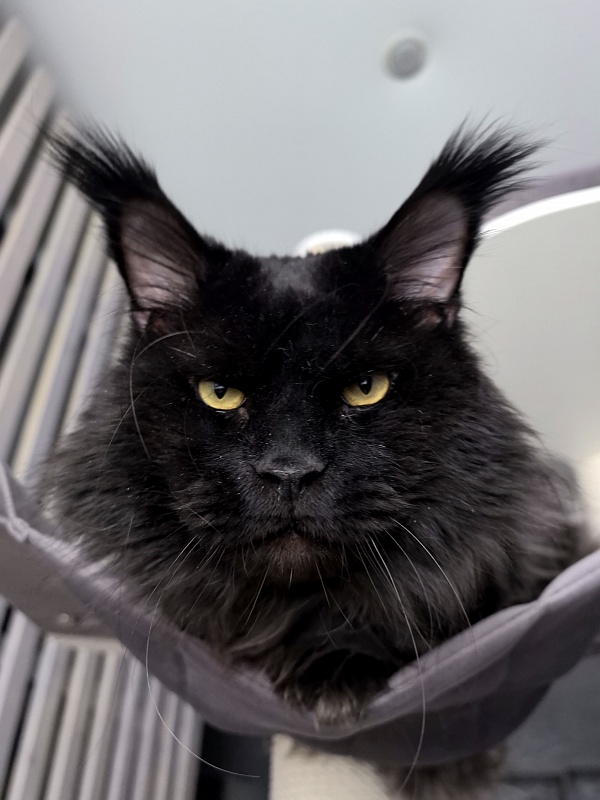 Vostorg's Hugo Boss (polydactyl) 66/66 - Adult maine-coon 5 years 11 months 3.5 weeks