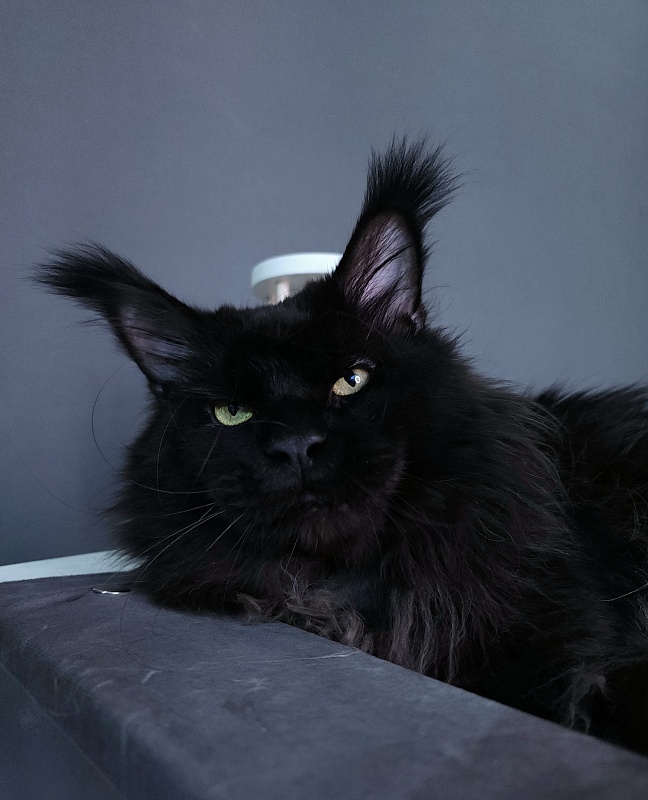 Vostorg's Hugo Boss (polydactyl) 66/66 - Взрослый мейн-кун 4 года 8 месяцев 4 недели