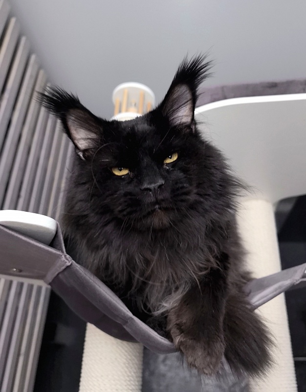 Vostorg's Hugo Boss (polydactyl) 66/66 - Adult maine-coon 5 years 11 months 3.5 weeks