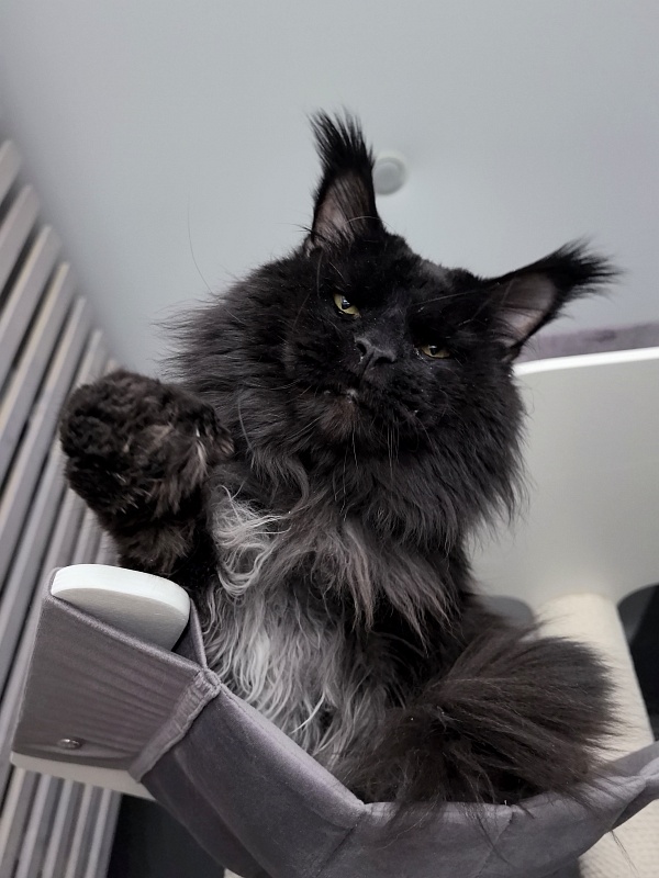 Vostorg's Hugo Boss (polydactyl) 66/66 - Adult maine-coon 5 years 11 months 3.5 weeks