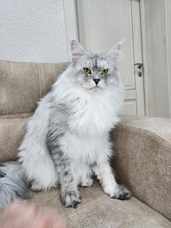 Five Stars Luxury - Adult maine-coon 2 years 1 month 0.5 weeks