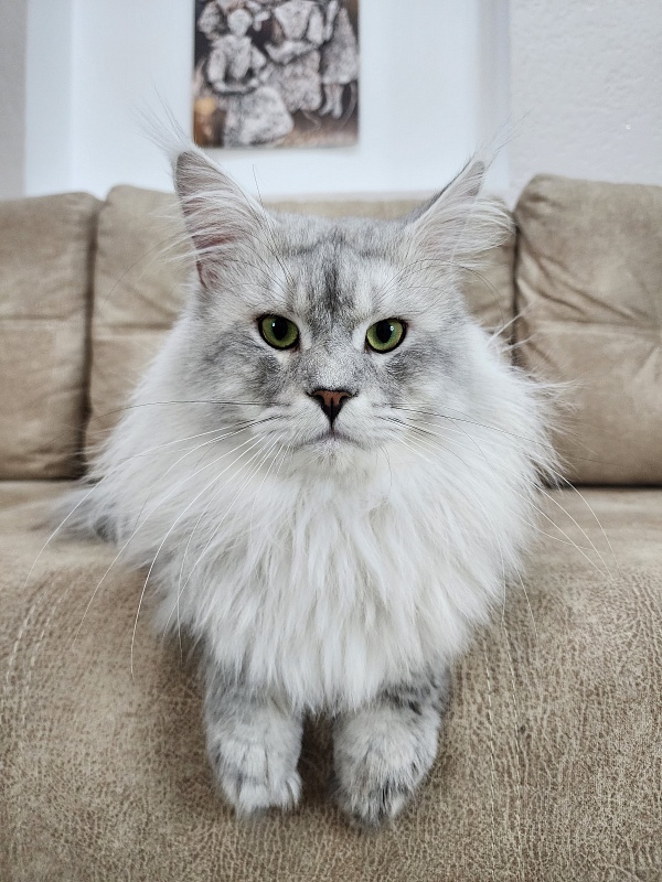 Five Stars Luxury - Adult maine-coon 2 years 1 month 0.5 weeks