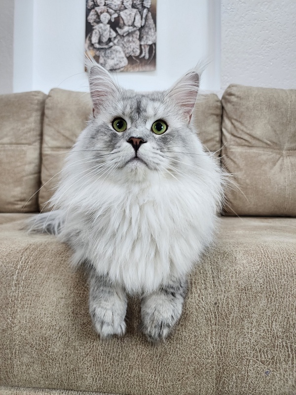 Five Stars Luxury - Adult maine-coon 2 years 1 month 0.5 weeks