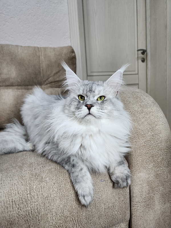 Five Stars Luxury - Adult maine-coon 2 years 1 month 0.5 weeks