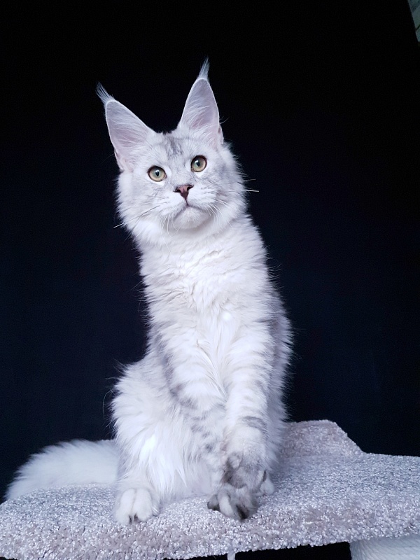 Five Stars Luxury - Kitten maine-coon 6 months 0.5 weeks