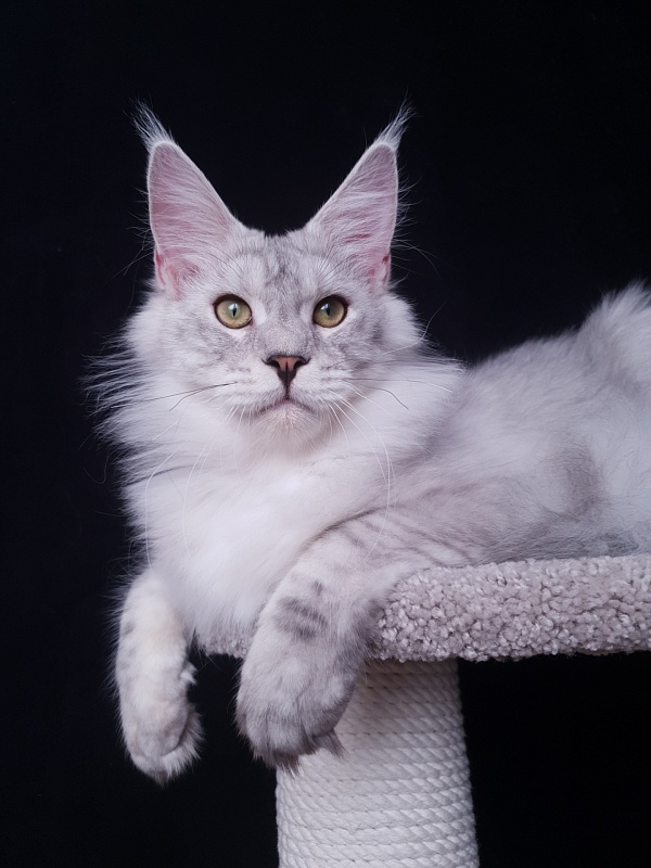 Five Stars Luxury - Junior maine-coon 7 months