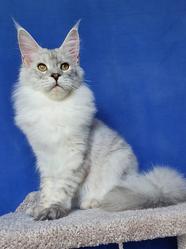 Five Stars Luxury - Junior maine-coon 7 months 3 weeks