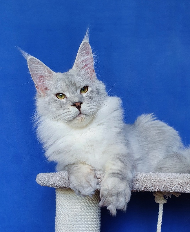 Five Stars Luxury - Junior maine-coon 7 months 3 weeks