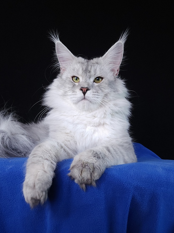 Five Stars Luxury - Adult maine-coon 1 year 1 month 1.5 week