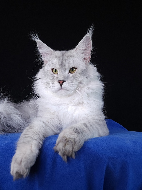 Five Stars Luxury - Adult maine-coon 1 year 1 month 1.5 week