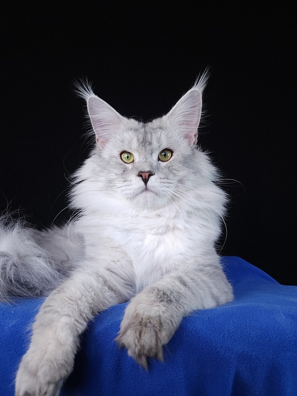 Five Stars Luxury - Adult maine-coon 1 year 1 month 1.5 week