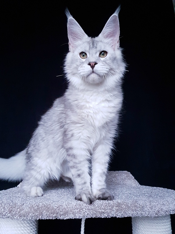 Five Stars Luxury - Kitten maine-coon 6 months 0.5 weeks