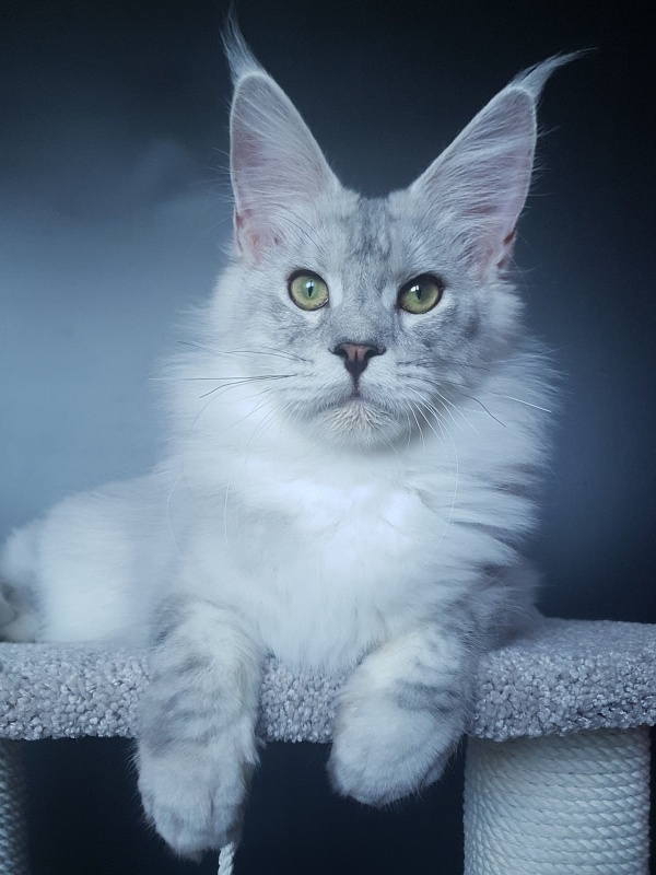 Five Stars Luxury - Junior maine-coon 8 months 1 week