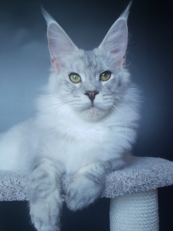 Five Stars Luxury - Junior maine-coon 8 months 1 week