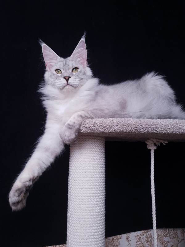 Five Stars Luxury - Junior maine-coon 7 months