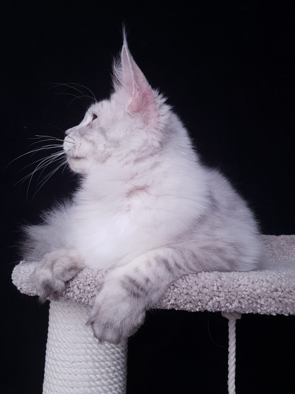 Five Stars Luxury - Junior maine-coon 7 months