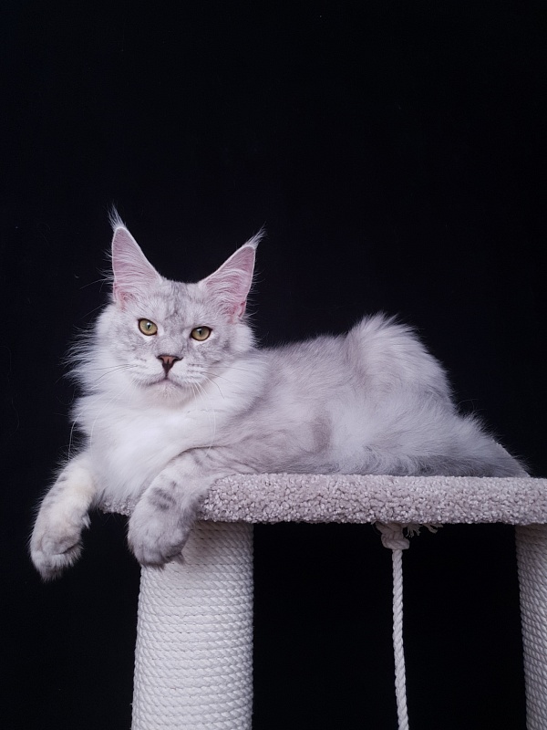Five Stars Luxury - Junior maine-coon 7 months