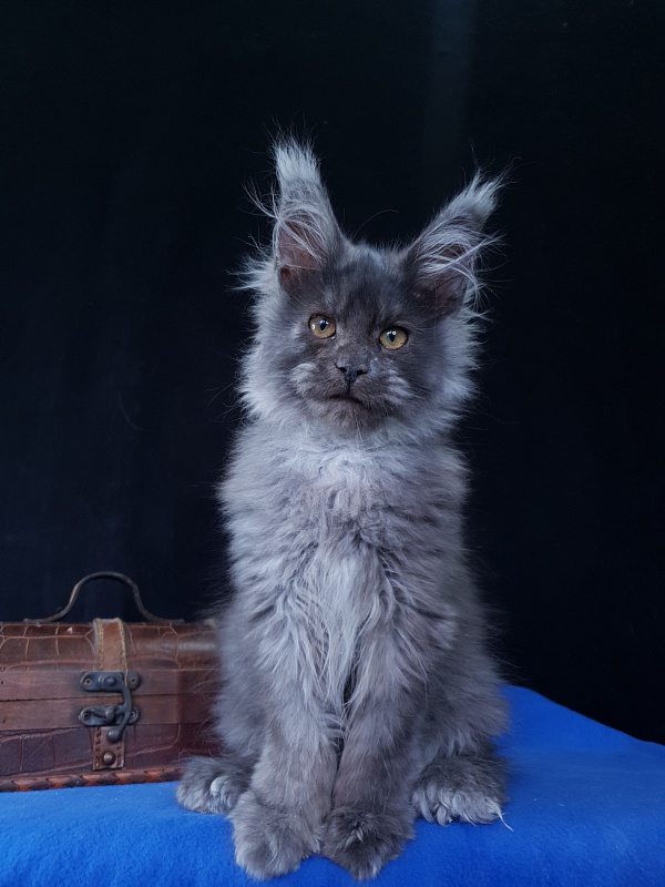 Prince Nuel Akbars (polydactyl) 66/66 - Kitten maine-coon 3 months 3 weeks