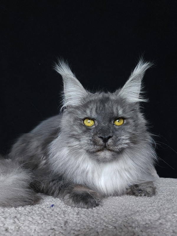 Roxette Akbars - Junior maine-coon 7 months 3.5 weeks