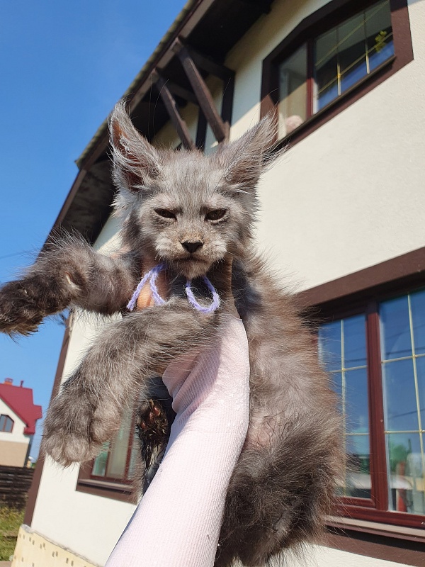 Radar Akbars - Kitten maine-coon 2 months 1 week