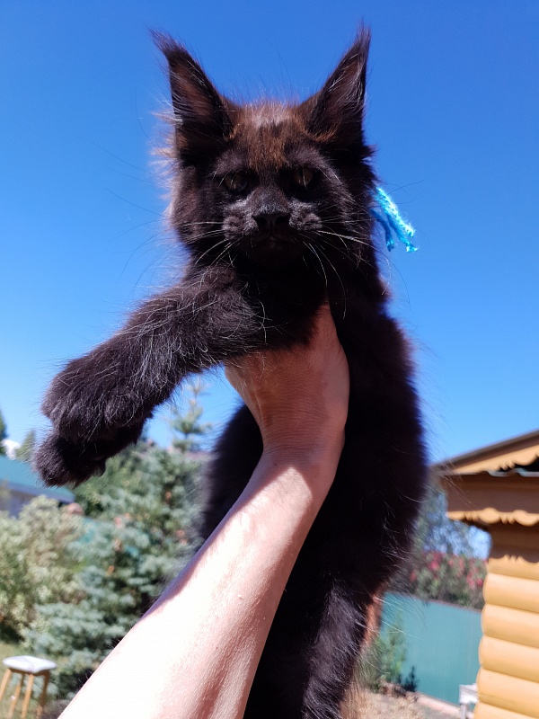 R*Tank Akbars - Kitten maine-coon 2 months 0.5 weeks