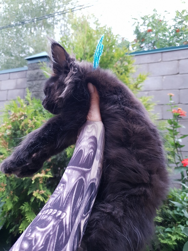 R*Tank Akbars - Kitten maine-coon 2 months 3 weeks