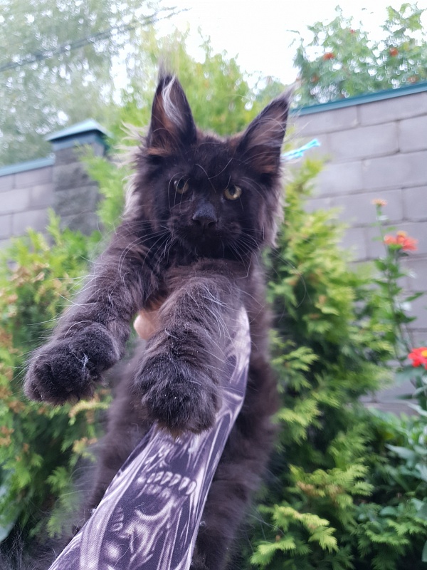R*Tank Akbars - Kitten maine-coon 2 months 3 weeks